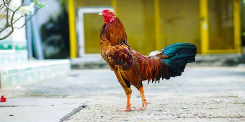 Tầm quan trọng của màu mạng trong các trận đá gà
